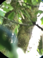 Lepidocolaptes affinis