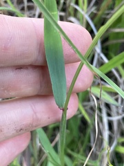 Anthoxanthum odoratum