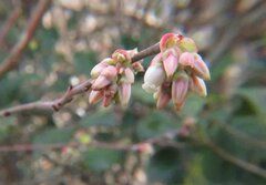 Vaccinium elliottii