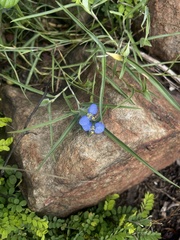 Commelina modesta