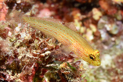 Gobius auratus