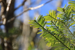 Tsuga chinensis