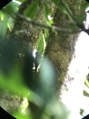 Lepidocolaptes affinis