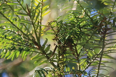 Tsuga chinensis