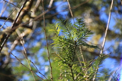 Tsuga chinensis