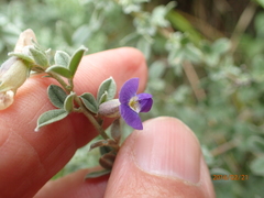 Lotononis lotononoides