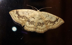 Cyclophora annularia