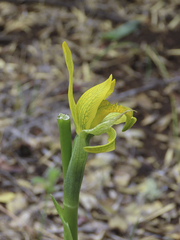 Chloraea × flavovirens