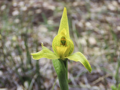 Chloraea × flavovirens