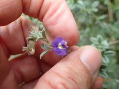 Lotononis lotononoides