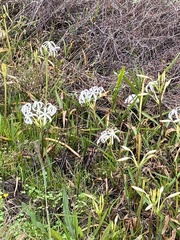 Crinum americanum