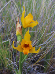Chloraea alpina