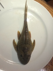 Hypostomus derbyi