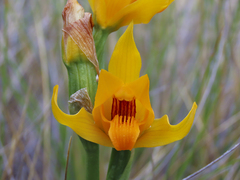 Chloraea alpina
