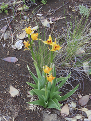 Chloraea alpina