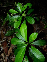 Laxoplumeria aberrans