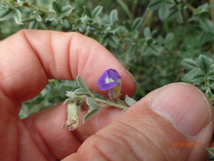 Lotononis lotononoides