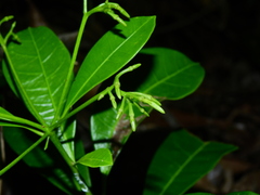 Laxoplumeria aberrans