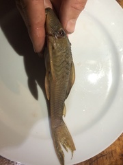 Hypostomus derbyi