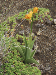 Chloraea alpina