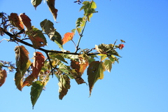 Acer caudatifolium