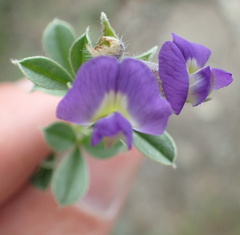 Lotononis lotononoides