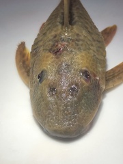 Hypostomus derbyi