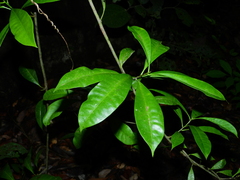 Laxoplumeria aberrans