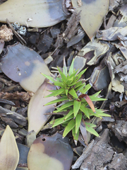 Araucaria araucana