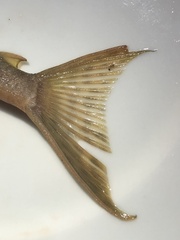 Hypostomus derbyi