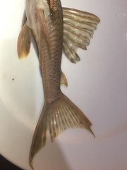 Hypostomus derbyi