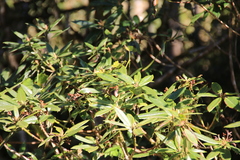 Rhododendron pseudochrysanthum