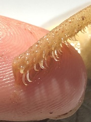 Hypostomus derbyi