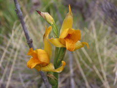 Chloraea alpina