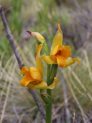 Chloraea alpina