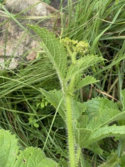 Cyphostemma