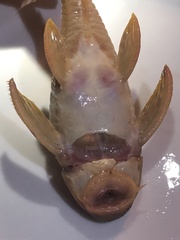 Hypostomus derbyi