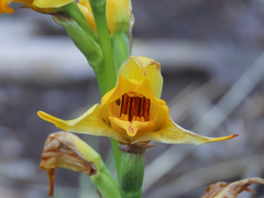 Chloraea alpina
