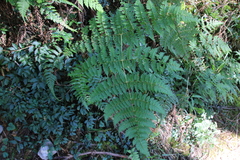 Dryopteris paleolata