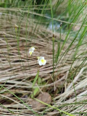 Pinguicula alpina