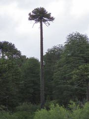 Araucaria araucana