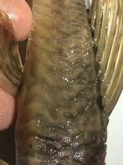 Hypostomus derbyi