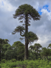 Araucaria araucana