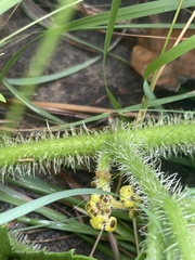Cyphostemma