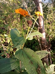 Lasianthaea macrocephala