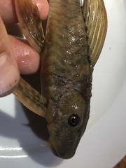 Hypostomus derbyi