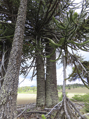 Araucaria araucana