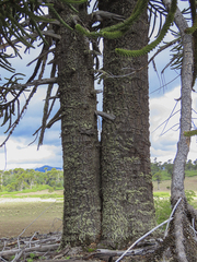 Araucaria araucana