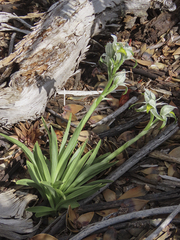 Chloraea magellanica