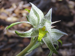 Chloraea magellanica